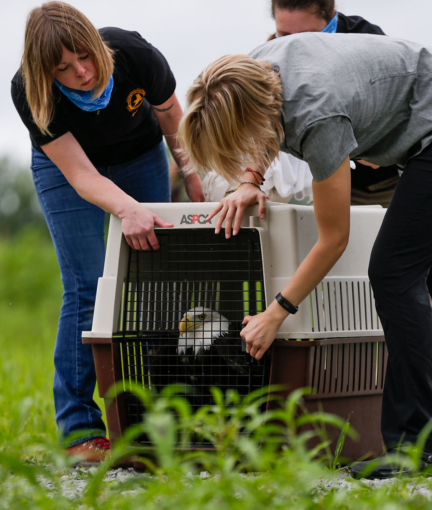 Sarah Lacy, Dr. Whitney Collins and Lizette Somer prepare to release a bald eagle named Dorothy Parker